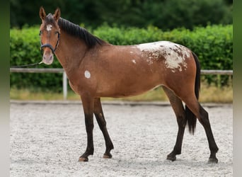 Cruzado, Merrie, 3 Jaar, 153 cm, Appaloosa