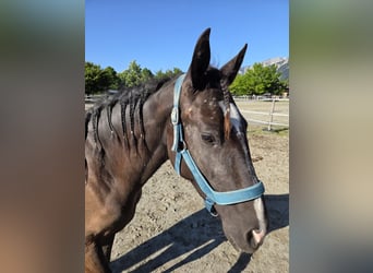 Cruzado Mix, Merrie, 3 Jaar, 154 cm, Donkerbruin