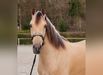 Cruzado, Merrie, 3 Jaar, 158 cm, Falbe