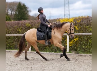 Cruzado, Merrie, 3 Jaar, 158 cm, Falbe
