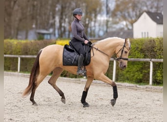 Cruzado, Merrie, 3 Jaar, 158 cm, Falbe
