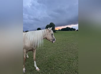 Cruzado, Merrie, 3 Jaar, 160 cm, Palomino
