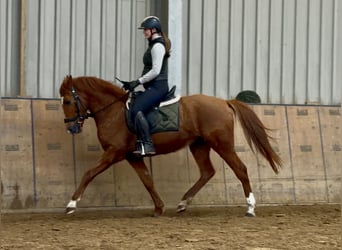 Cruzado, Merrie, 4 Jaar, 148 cm, Vos
