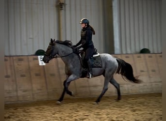 Cruzado, Merrie, 4 Jaar, 153 cm, Blauwschimmel