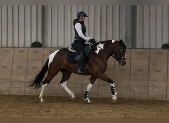 Cruzado, Merrie, 4 Jaar, 153 cm, Gevlekt-paard