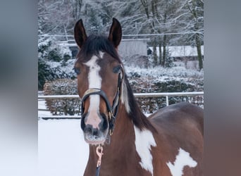 Cruzado, Merrie, 4 Jaar, 153 cm, Gevlekt-paard