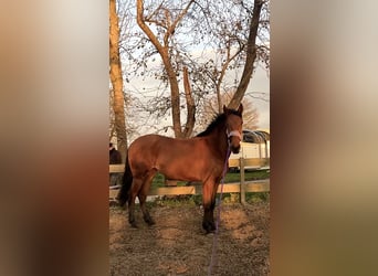 Cruzado, Merrie, 4 Jaar, 155 cm, Bruin