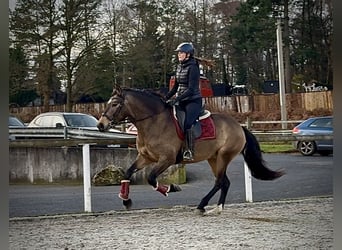 Cruzado, Merrie, 4 Jaar, 157 cm, Falbe