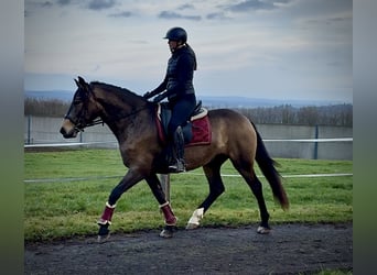 Cruzado, Merrie, 4 Jaar, 157 cm, Falbe