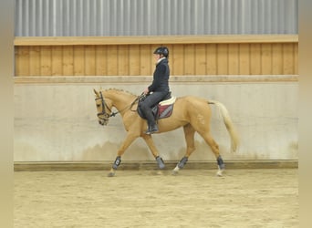Cruzado, Merrie, 4 Jaar, 158 cm, Palomino