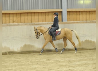 Cruzado, Merrie, 4 Jaar, 158 cm, Palomino