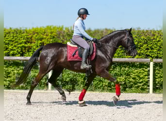 Cruzado, Merrie, 4 Jaar, 158 cm, Zwart