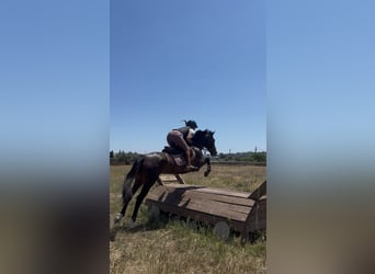 Cruzado, Merrie, 4 Jaar, 160 cm, Bruin