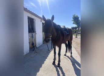 Cruzado, Merrie, 4 Jaar, 160 cm, Bruin