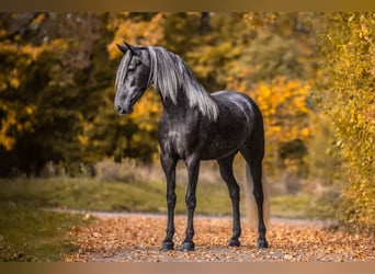 Cruzado, Merrie, 4 Jaar, 166 cm, Zwartschimmel