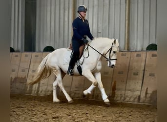 Cruzado, Merrie, 5 Jaar, 150 cm, Schimmel