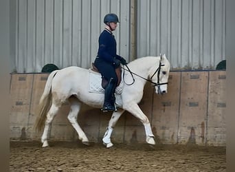 Cruzado, Merrie, 5 Jaar, 150 cm, Schimmel
