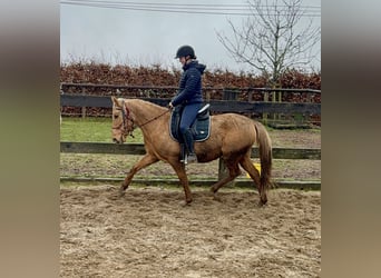 Cruzado, Merrie, 5 Jaar, 152 cm, Dunalino