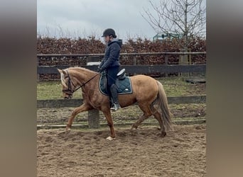 Cruzado, Merrie, 5 Jaar, 152 cm, Dunalino