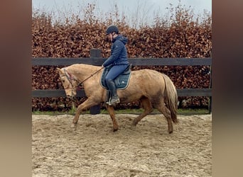 Cruzado, Merrie, 5 Jaar, 152 cm, Dunalino