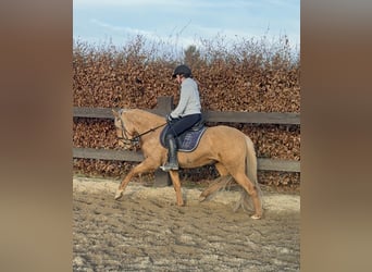 Cruzado, Merrie, 5 Jaar, 152 cm, Dunalino