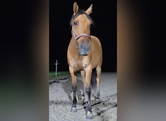 Cruzado, Merrie, 5 Jaar, 155 cm, Falbe