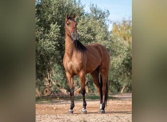 Cruzado, Merrie, 5 Jaar, 155 cm, Falbe