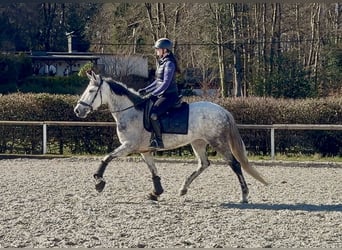 Cruzado, Merrie, 5 Jaar, 155 cm, Schimmel