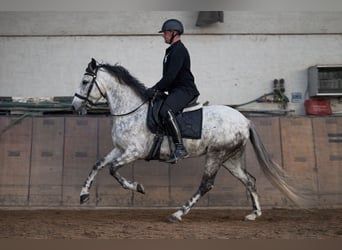 Cruzado, Merrie, 5 Jaar, 155 cm, Schimmel