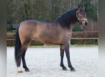 Cruzado, Merrie, 5 Jaar, 157 cm, Falbe