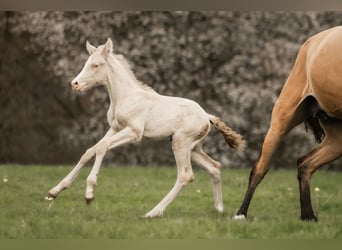 Cruzado, Merrie, 5 Jaar, 160 cm, Buckskin