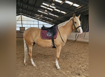 Cruzado, Merrie, 5 Jaar, 160 cm, Palomino