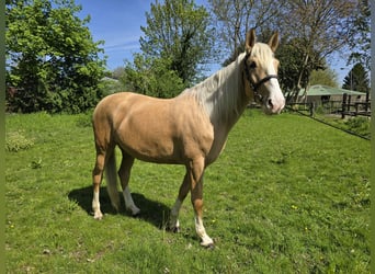 Cruzado, Merrie, 5 Jaar, 160 cm, Palomino