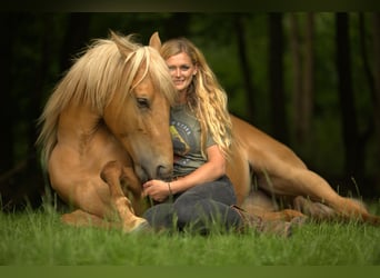 Cruzado, Merrie, 5 Jaar, 160 cm, Palomino