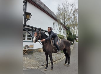 Cruzado, Merrie, 5 Jaar, 161 cm, Zwart