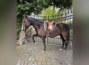 Cruzado, Merrie, 5 Jaar, 161 cm, Zwart