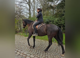 Cruzado, Merrie, 5 Jaar, 161 cm, Zwart