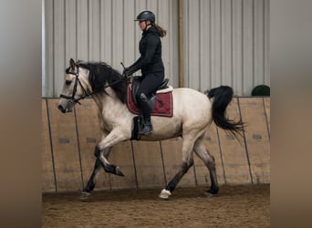 Cruzado, Merrie, 5 Jaar, Falbe