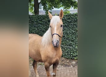 Cruzado, Merrie, 6 Jaar, 151 cm, Palomino