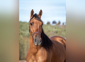 Cruzado, Merrie, 6 Jaar, 155 cm, Falbe