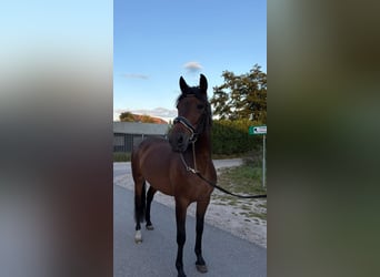 Cruzado, Merrie, 6 Jaar, 156 cm, Donkerbruin