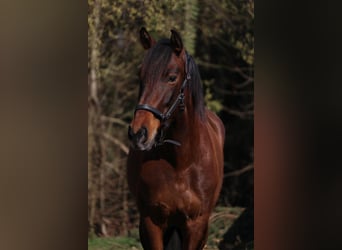 Cruzado, Merrie, 6 Jaar, 158 cm, Bruin