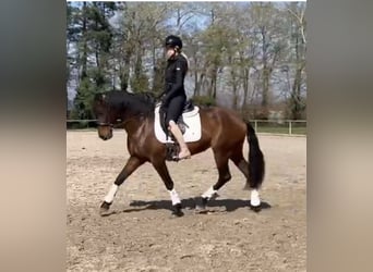 Cruzado, Merrie, 6 Jaar, 158 cm, Bruin