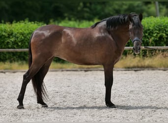 Cruzado, Merrie, 6 Jaar, 160 cm, Donkerbruin