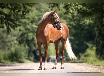 Cruzado, Merrie, 6 Jaar, 160 cm, Vos