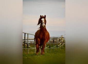 Cruzado, Merrie, 7 Jaar, 145 cm, Vos