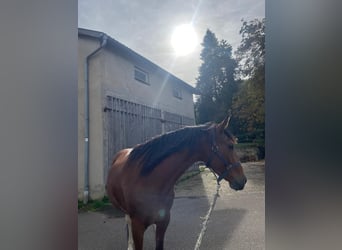 Cruzado, Merrie, 7 Jaar, 155 cm, Vos