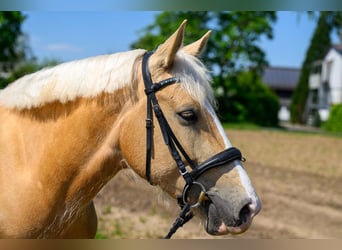 Cruzado Mix, Merrie, 7 Jaar, 156 cm, Pearl