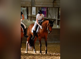 Cruzado, Merrie, 7 Jaar, 157 cm, Bruin