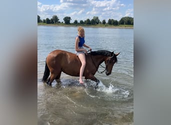 Cruzado, Merrie, 7 Jaar, 157 cm, Bruin